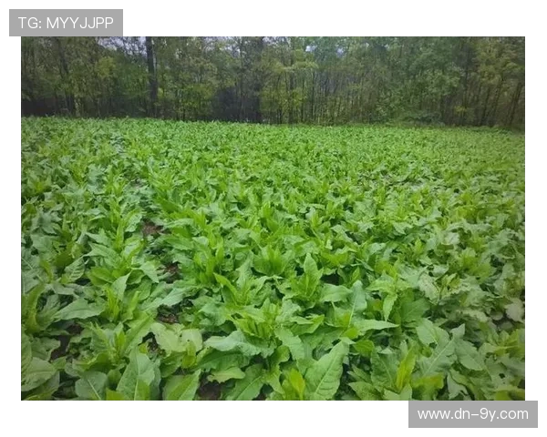 权威足球数据预测网站盘点与优劣全面深度解析实用全方位指南精要